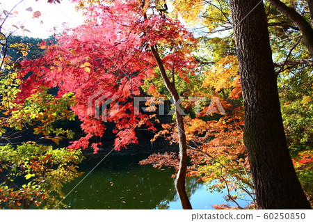Kanagawa prefecture Hadano Shi Kage Lake in autumn leaves 60250850