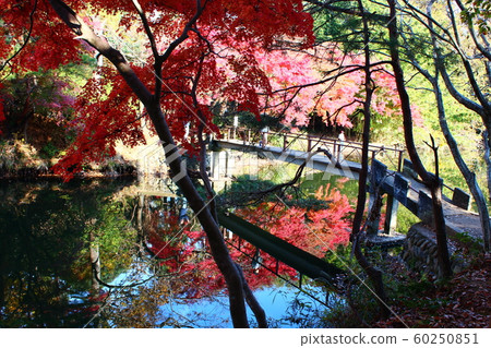 Kanagawa prefecture Hadano Shi Kage Lake in autumn leaves 60250851