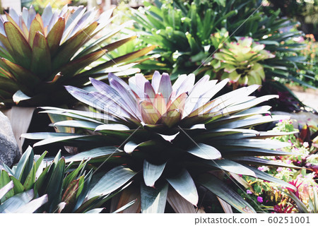 Ornamental plants in the garden - Tropical plant Ornamental plants in the garden - Tropical plant 60251001