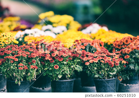 autumn garden chrysanthemum blossomin in pot - 60251010