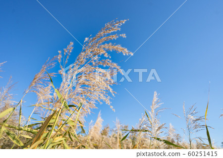 RagPhragmites australis reed 60251415