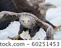 hawk, falcon, rausu 60251453