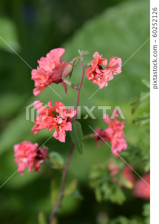 Clarkia Salmon Princess 60252126