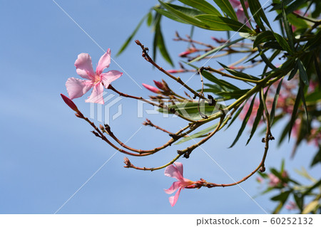 Common oleander 60252132