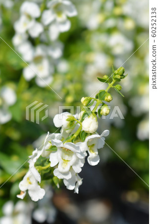 Angel flower Angel flower 60252138