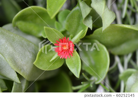Baby sun rose Baby sun rose 60252145