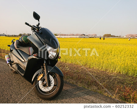Rape field and motorcycle 60252332