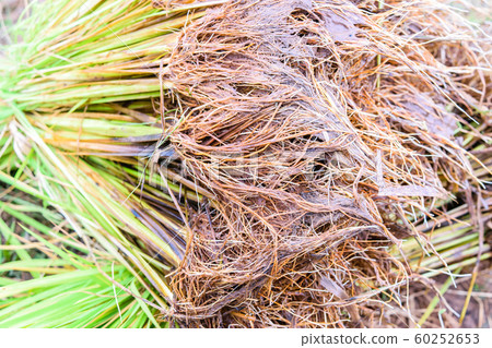 Young rice sprout Young rice sprout 60252653