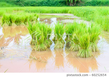 Young rice sprout Young rice sprout 60252654