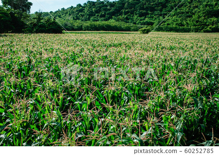 Corn field Corn field 60252785