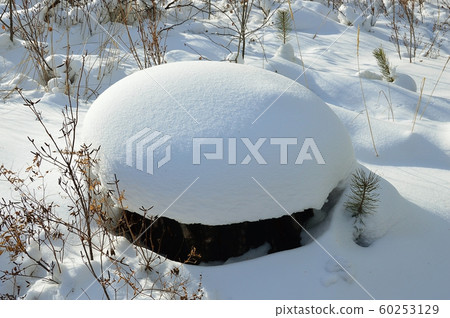 A stump in the forest on which a snow cap is worn. A stump in the forest on which a snow cap is worn. 60253129