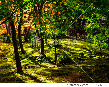 Kyoto in the fall 60254262