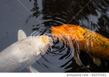 2 carp and ripples 2 carp and ripples 60255081