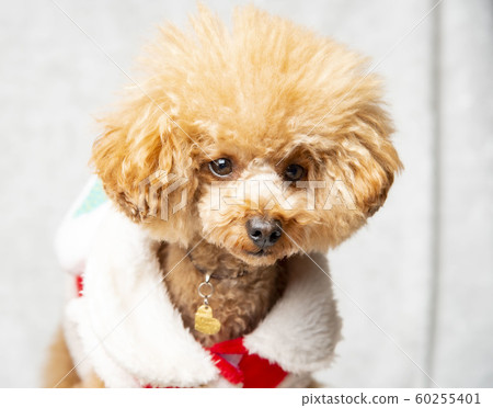 玩具貴賓犬 玩具貴賓犬 60255401