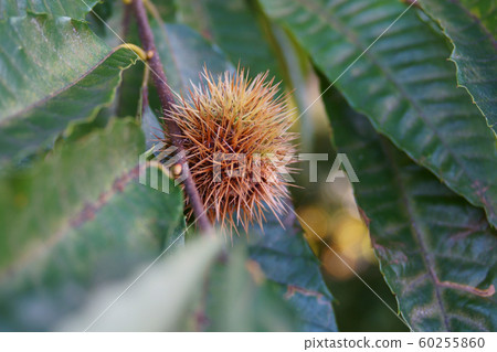 Chestnut  60255860