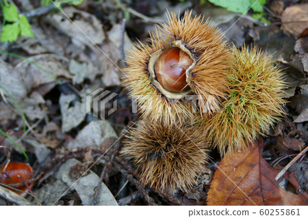 Chestnut fruit 60255861