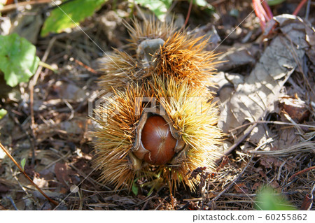 Chestnut fruit 60255862