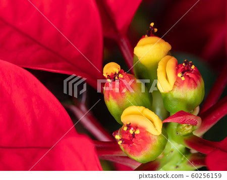 一品紅長矛 60256159