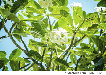 Jasmine flowers. Jasmine flowers. 60257428