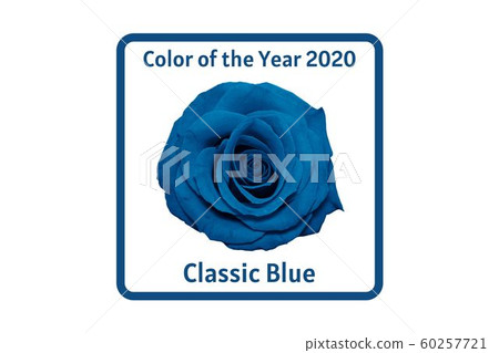Blue rose head isolated on white.  60257721