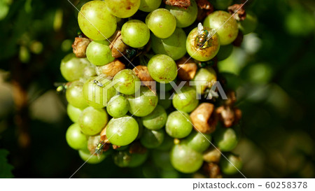 Ripe grapes and ripeness in viticulture, white wine and common green bottle fly Lucilia sericata blowfly or blow flies insect. Overripe fruits with green and blue flies, agriculture and harvest fruit Ripe grapes and ripeness in viticulture, white wine and common green bottle fly Lucilia sericata blowfly or blow flies insect. Overripe fruits with green and blue flies, agriculture and harvest fruit 60258378