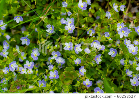 Blue flowers Veronica speedwell closeup Blue flowers Veronica speedwell closeup 60258527