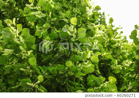 Small leaved lime (Tilia cordata) tree, detail on 60260271