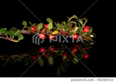 Wild red rowanberry isolated on black glass Wild red rowanberry isolated on black glass 60260410