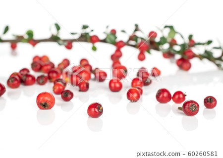 Wild red rowanberry isolated on white Wild red rowanberry isolated on white 60260581