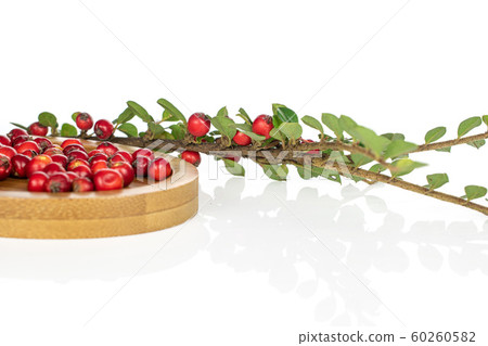 Wild red rowanberry isolated on white Wild red rowanberry isolated on white 60260582