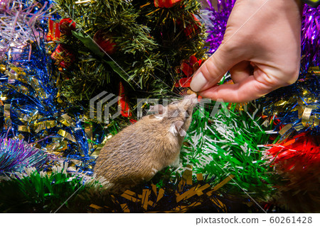 female hand holds out the treat of a live mouse female hand holds out the treat of a live mouse 60261428