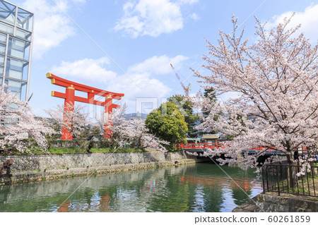 京都,平安神宮,大鳥居,春天和盛開的櫻花 京都,平安神宮,大鳥居,春天和盛開的櫻花 60261859