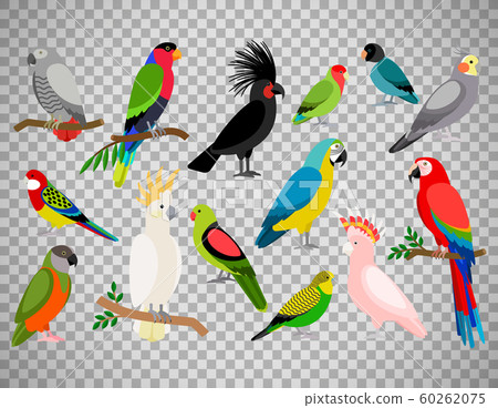 Tropical parrot set on transparent background 60262075