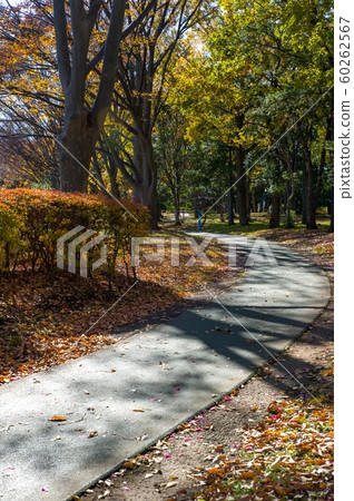 12月中午之後在sho玉縣久喜城市公園的步行道 12月中午之後在sho玉縣久喜城市公園的步行道 60262567