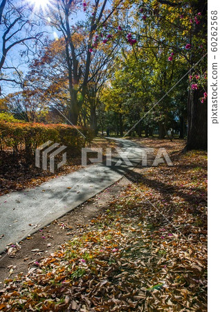 12月中午之後在sho玉縣久喜城市公園的步行道 12月中午之後在sho玉縣久喜城市公園的步行道 60262568