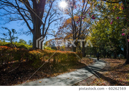 12月中午之後在sho玉縣久喜城市公園的步行道 60262569