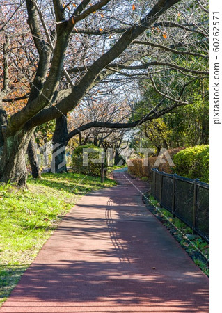 After noon in December Walking Road in Kukishobu Park, Saitama Prefecture After noon in December Walking Road in Kukishobu Park, Saitama Prefecture 60262571