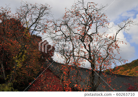 全北高昌聖水寺柿樹 全北高昌聖水寺柿樹 60263710