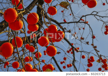 全北高昌聖水寺柿樹 全北高昌聖水寺柿樹 60263713