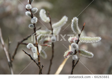 Chinese Jiuzhaigou, Huanglong scenery 60263881
