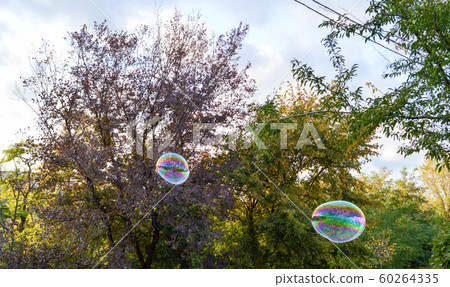 big soap bubbles on the background of trees 60264335