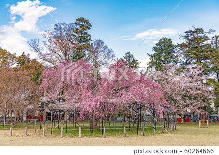 Spring view of Kamigamo Shrine, Kyoto 60264666