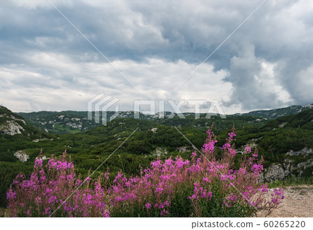 Fireweed or Chamaenerion in Dachstein Mountains 60265220