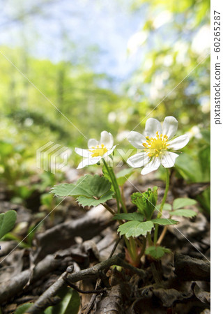 Nogo Strawberry Sapporo 60265287