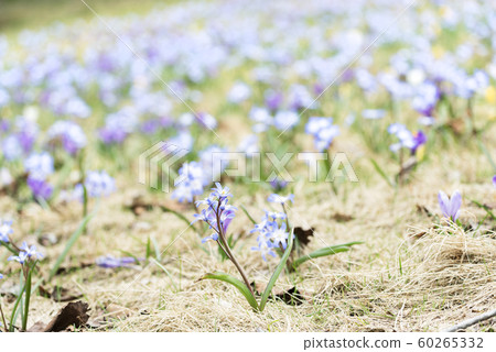 Chionodokusa Suzuran Hillside National Park Chionodokusa Suzuran Hillside National Park 60265332