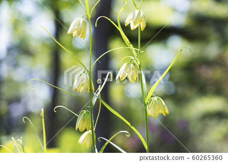 Amiga Sayuri Yurigahara公園 60265360