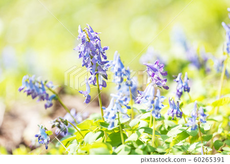 Ezoengosaku札幌市 60265391