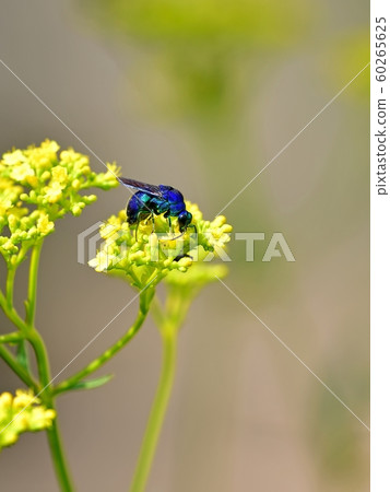 Great Boar (blue bee) that sucks nectar of flower Great Boar (blue bee) that sucks nectar of flower 60265625