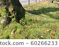 公園裡的樹根 60266233