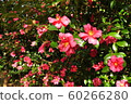 公園鮮花 60266280